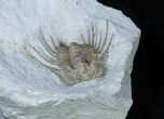 Killer Kettneraspis Trilobite From Oklahoma #3221-1